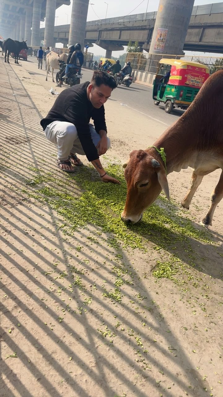 Real city Gau Seva with Indian cow